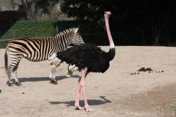 North African ostrich