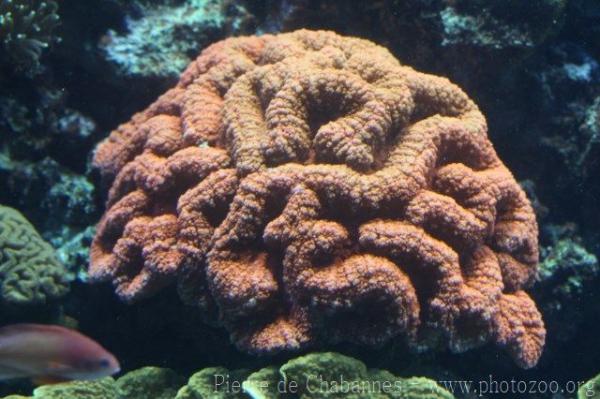 Sinuous cup coral