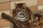 Sunda (Palawan) leopard cat