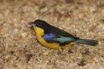 Blue-winged mountain-tanager