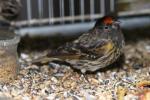 Red-fronted serin