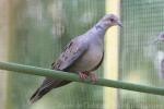 Dusky turtle-dove