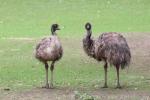 Common emu
