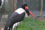 Saddlebill stork
