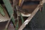 Olive python