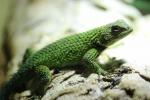 Green spiny lizard
