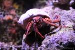 Greater hermit-crab