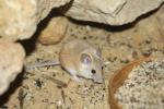 Arabian spiny mouse