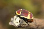 Common sun beetle