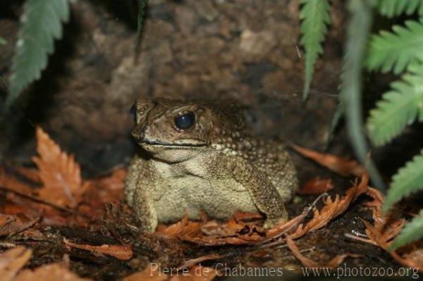 Black-spectacled toad