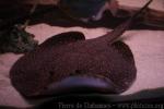 Reticulated river stingray