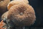 Indochinese mushroom anemone