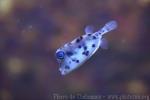 Shortnose boxfish