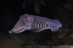 Common cuttlefish
