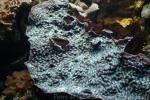 Chinese lettuce coral