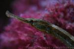 Greater pipefish