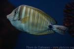 Indian sailfin tang