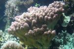 Rasp coral