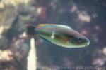 Princess parrotfish