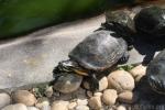 Florida redbelly turtle