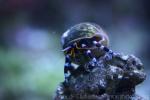 Electric blue hermit crab