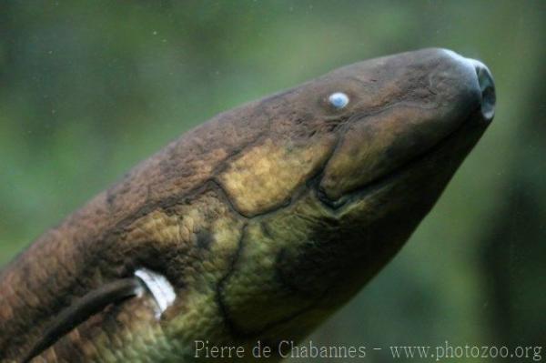 South American lungfish