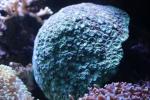 Boulder star coral