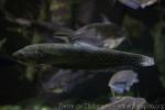 Reticulated knifefish