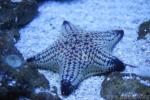 Red-spotted sea-star