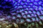 Verwey's brain coral