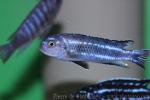 Blue-banded melanochromis