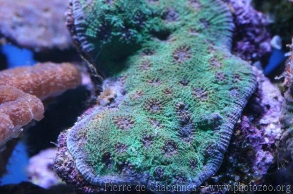 Encrusting starry cup coral