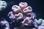 Tumida finger coral