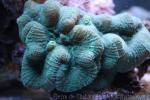 Big-polyps brain coral