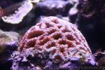Lord Howe's starry cup coral