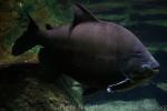 Red belly pacu