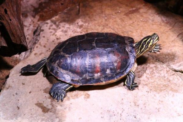 Northern redbelly cooter