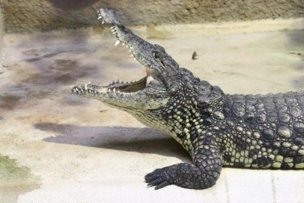 Nile crocodile