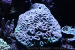 Head coral