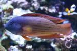 Lined dottyback