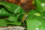 Lime reed frog