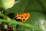 Yellow-spotted reed frog