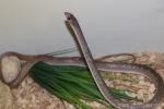 Rufous beaked-snake