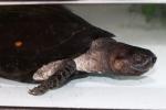 Black marsh turtle