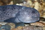 Spotted wolf eel