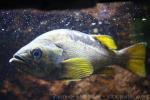 Yellowtail rockfish