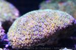 Fluorescence grass coral