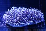 Anemone coral
