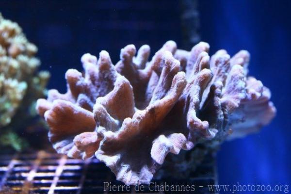 Lettuce coral