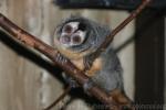 Gray-legged night monkey